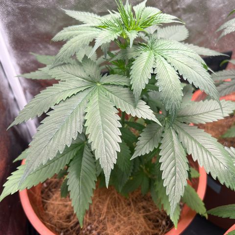 Brinde growlog timeline photo