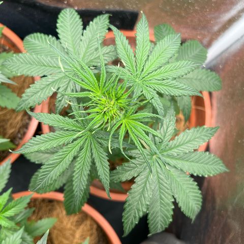 Merengue 2 growlog timeline photo