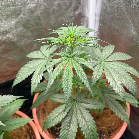 Merengue 2 growlog timeline photo