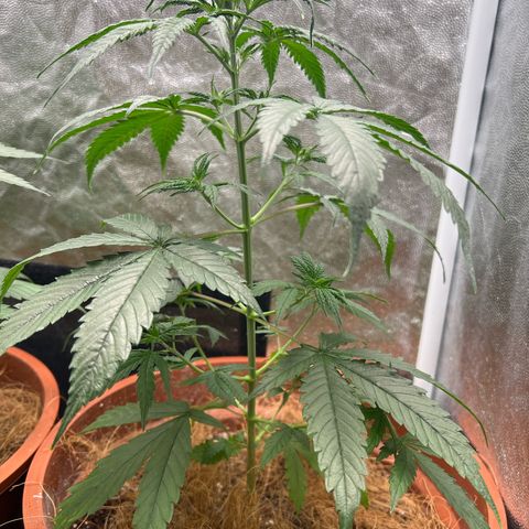 Merengue 2 growlog timeline photo