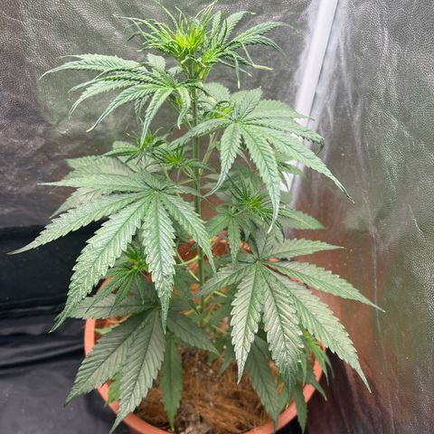 Merengue 2 growlog photo: Reguei com 500ml de agua e o vaso encheu