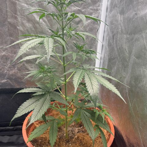 Merengue 2 growlog photo: Reguei com 500ml de agua e o vaso encheu
