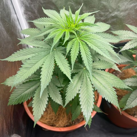 Brinde growlog timeline photo