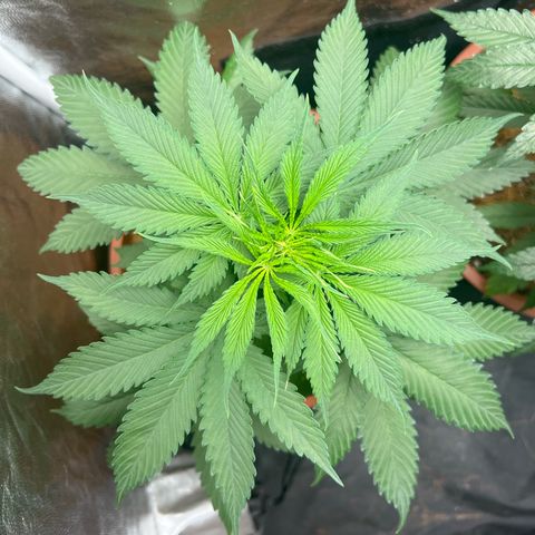 Brinde growlog timeline photo