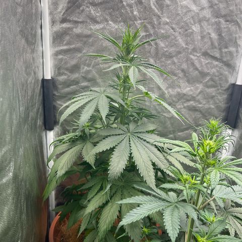 Brinde growlog timeline photo