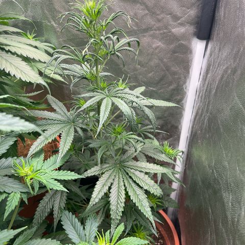 Merengue 2 growlog timeline photo