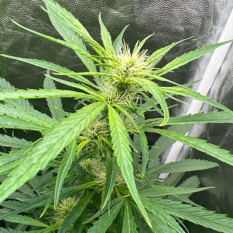 Brinde growlog timeline photo