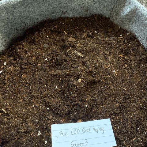 Pure CBD Bud Voyage growlog timeline photo