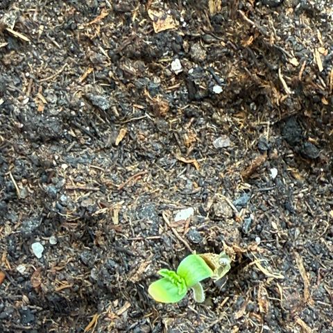 Pure CBD Bud Voyage growlog timeline photo