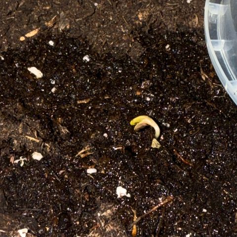 CBD Fix Automatic Zamnesia growlog timeline photo