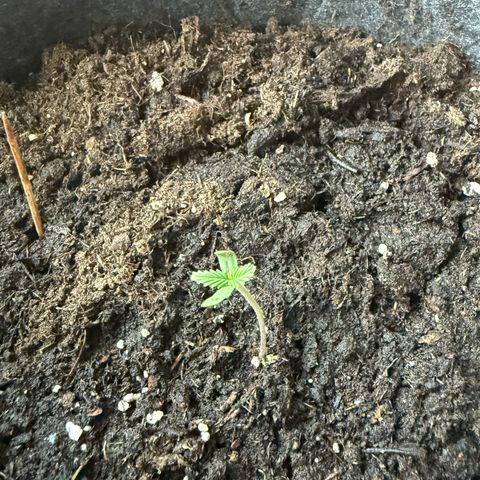 CBD Fix Automatic Zamnesia growlog timeline photo