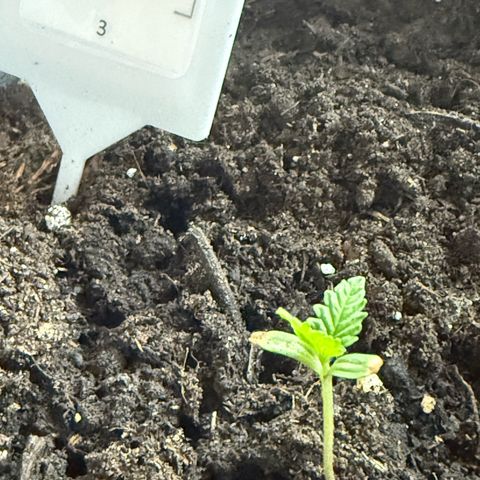 Pure CBD Bud Voyage growlog timeline photo