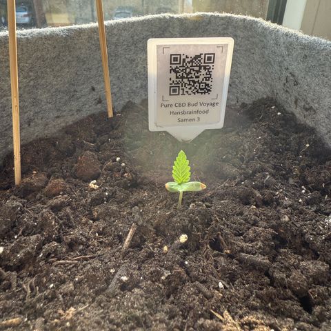 Pure CBD Bud Voyage growlog timeline photo