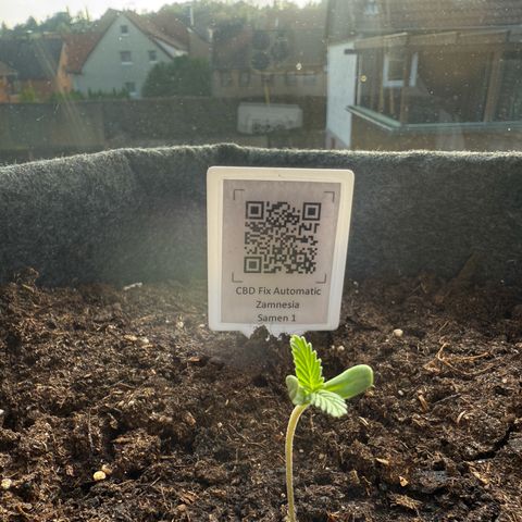 CBD Fix Automatic Zamnesia growlog timeline photo