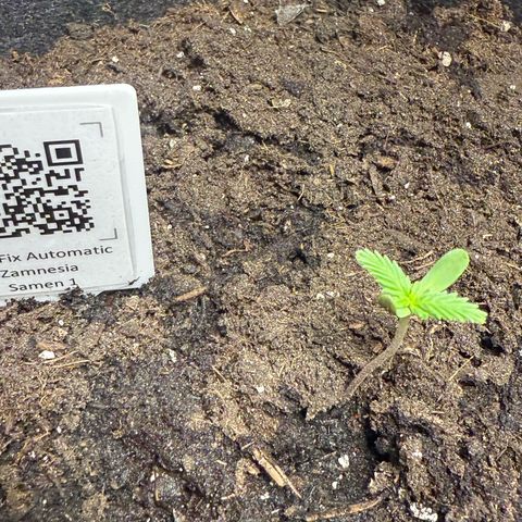 CBD Fix Automatic Zamnesia growlog timeline photo