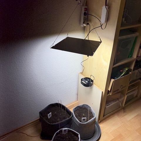 CBD Fix Automatic Zamnesia growlog timeline photo