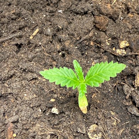 CBD Fix Automatic Zamnesia growlog timeline photo