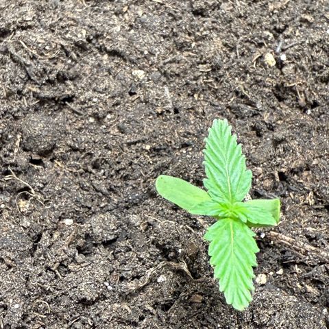 Pure CBD Bud Voyage growlog timeline photo