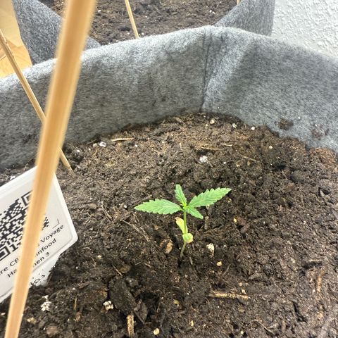 Pure CBD Bud Voyage growlog timeline photo