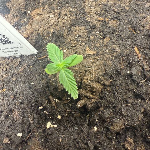 CBD Fix Automatic Zamnesia growlog timeline photo