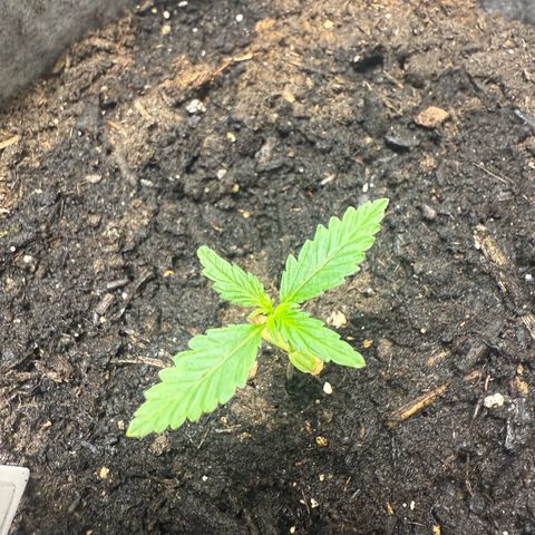 Pure CBD Bud Voyage growlog timeline photo