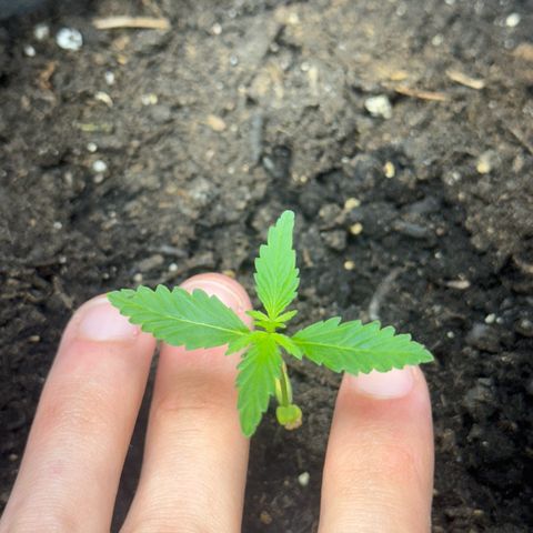 Pure CBD Bud Voyage growlog timeline photo