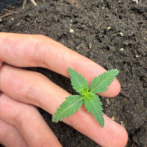 CBD Fix Automatic Zamnesia growlog timeline photo