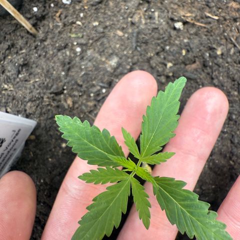 Pure CBD Bud Voyage growlog timeline photo