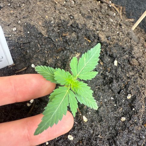 CBD Fix Automatic Zamnesia growlog timeline photo