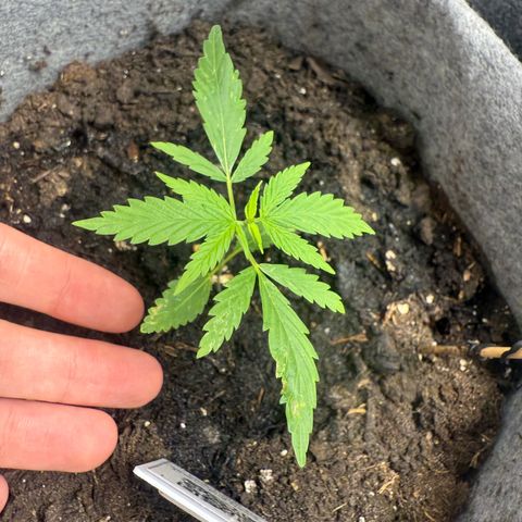 Pure CBD Bud Voyage growlog timeline photo