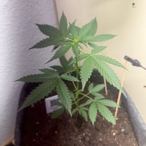 CBD Fix Automatic Zamnesia growlog timeline photo