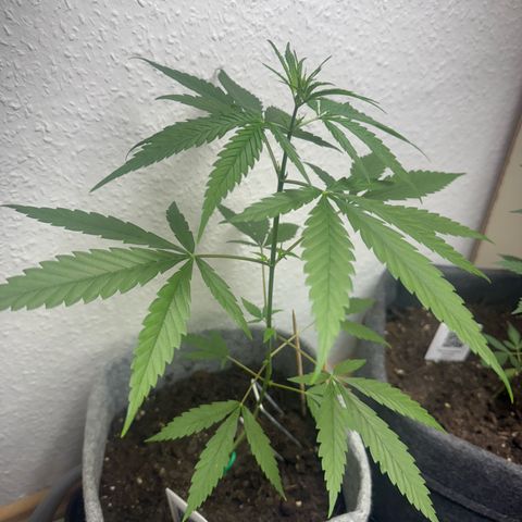 Pure CBD Bud Voyage growlog timeline photo