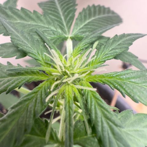 CBD Fix Automatic Zamnesia growlog timeline photo