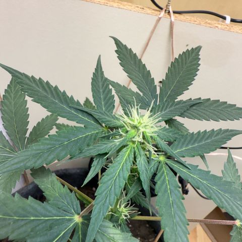 CBD Fix Automatic Zamnesia growlog timeline photo
