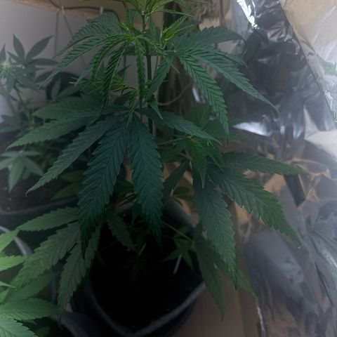 Pure CBD Bud Voyage growlog timeline photo