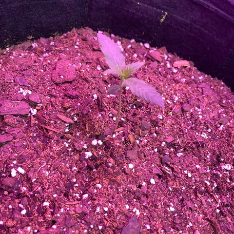 Gorilla Cookies Fast Flower #1 growlog photo: She’s doing really well. Finally let her little seed go. Misting her two times a day. On 18/6 light schedule.