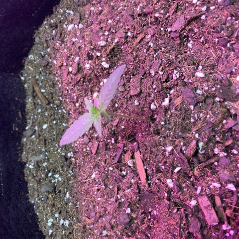 Gorilla cookies fast flower #2 growlog photo: Misting her two times daily. She seems slightly behind baby 1 but still thriving! Currently on 18/6 light schedule but might change it to 12/12 soon?
