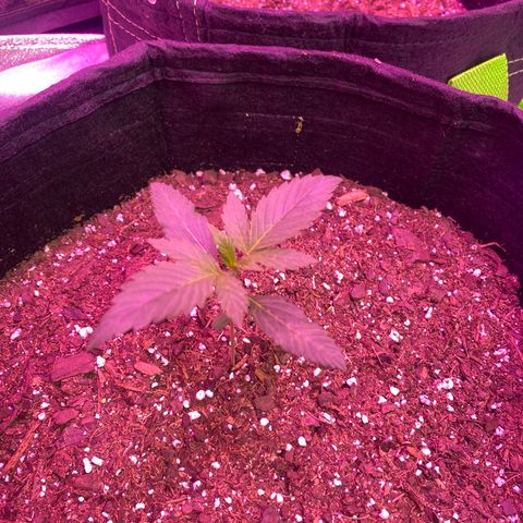 Gorilla Cookies Fast Flower #1 growlog timeline photo