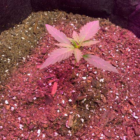 Gorilla cookies fast flower #2 growlog timeline photo