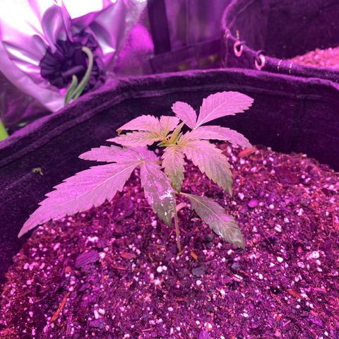 Gorilla Cookies Fast Flower #1 growlog photo: A little droopy. Gave her more water since soil was super dry and sprinkled mykos around her 