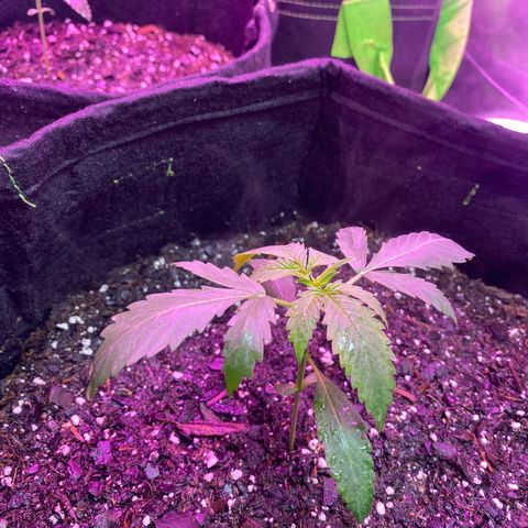 Gorilla cookies fast flower #2 growlog photo: She’s super droopy. Going to water her more. Soil was pretty dry. Yesterday I realized my lights had been off for a long long time, probably max turned off those lights through google. They made an okay recovery but still working through it. Gave her mykos as well
