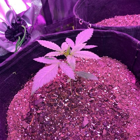 Gorilla Cookies Fast Flower #1 growlog timeline photo