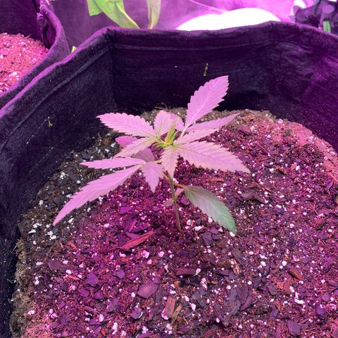 Gorilla cookies fast flower #2 growlog photo: She’s looking way better same day. Definitely need to just keep up with watering them more. 