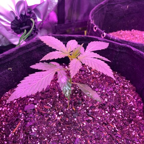 Gorilla Cookies Fast Flower #1 growlog timeline photo