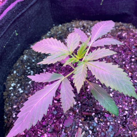 Gorilla cookies fast flower #2 growlog timeline photo