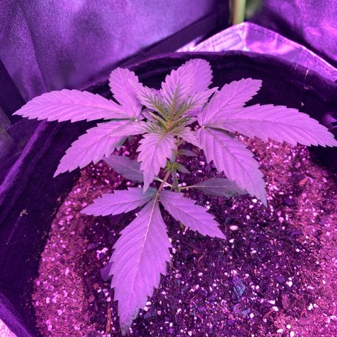 Gorilla Cookies Fast Flower #1 growlog photo: Added more fox farm soil around her and upped watering schedule 