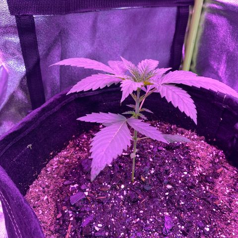 Gorilla Cookies Fast Flower #1 growlog photo: Added more fox farm soil around her and upped watering schedule 