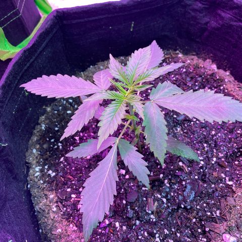 Gorilla cookies fast flower #2 growlog photo: Added more fox farm ocean soil around her. Upped watering schedule 