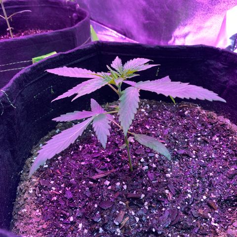 Gorilla cookies fast flower #2 growlog photo: Added more fox farm ocean soil around her. Upped watering schedule 