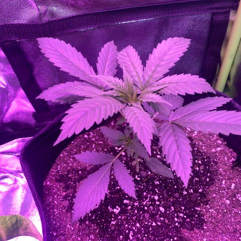 Gorilla Cookies Fast Flower #1 growlog timeline photo